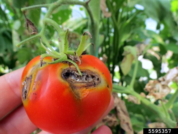 Nigeria loses N1.3bn to tomato ebola in three states - Minister
