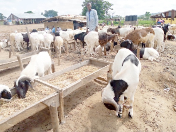 Sallah: Ram prices may rise as Niger Republic bans livestock export