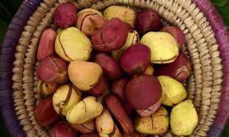 Why women don?t break kolanut in Igboland ? Monarchs, leaders