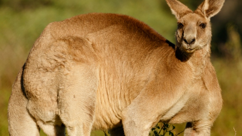 Kangaroo ?tries to drown? man in Australian floodwaters
