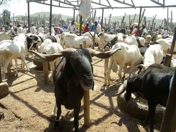Sallah: Muslims explore options as ram prices soar