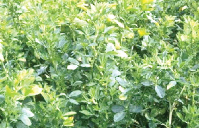 Planting of Alfalfa plant launched in Jos to check herders? migration