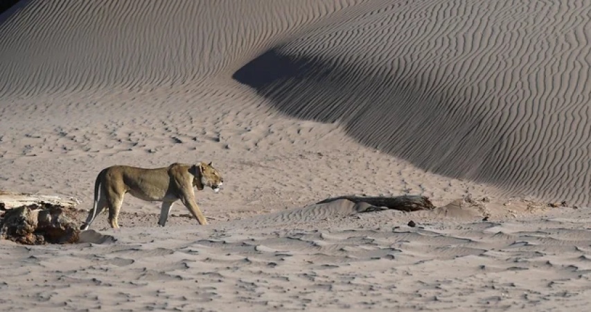 Lion kills businessman at luxury safari lodge