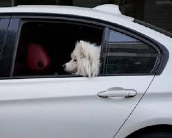 Iran extends ban on dog-walking for ?public order, safety and health?