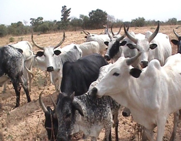 Miyetti Allah fumes over member?s death, livestock rustling in Benue