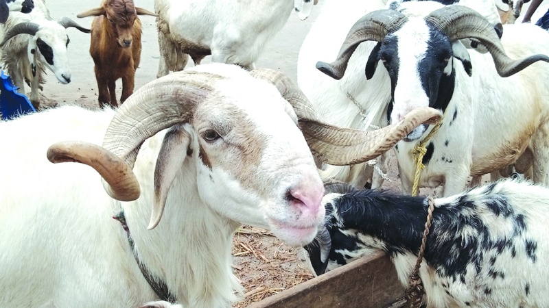 Abundance of unsold livestock after Eid-el-Kabir worrisome ? Economist
