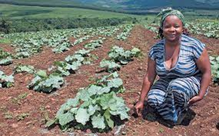 How fake agric ?credit providers? dupe farmers