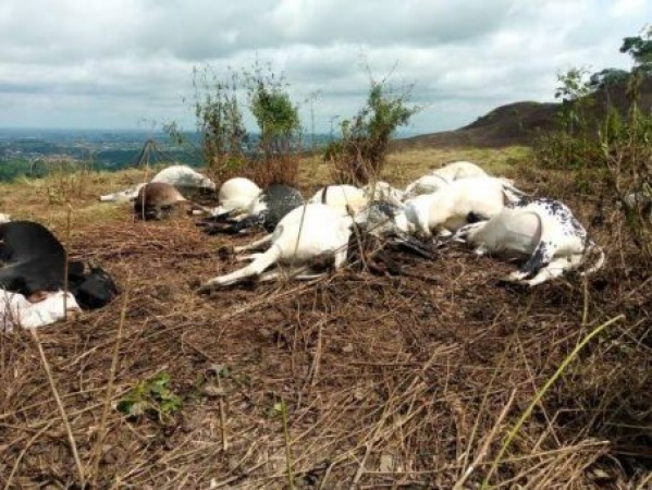Thunderstorm kills 32 cows in Ogun