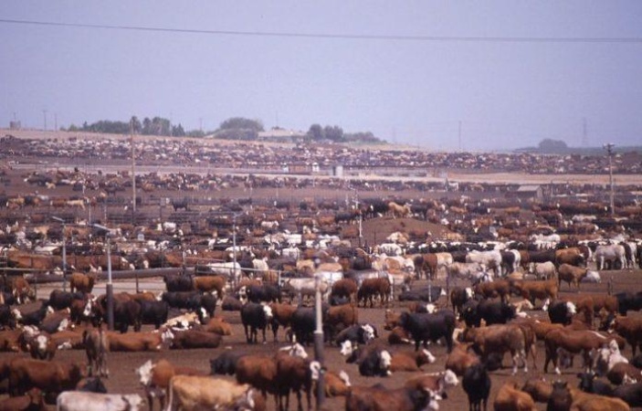 Ebonyi pays N150m counterpart fund for integrated ranch project