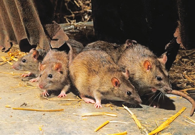 Nigeria records 145 Lassa fever deaths
