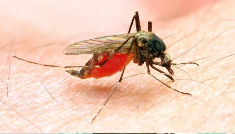 Malaria kills 9 Nigerians every hour ? SFH
