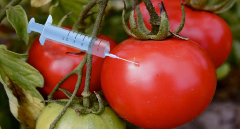 Safety of genetically modified food our priority ? Biosafety Agency