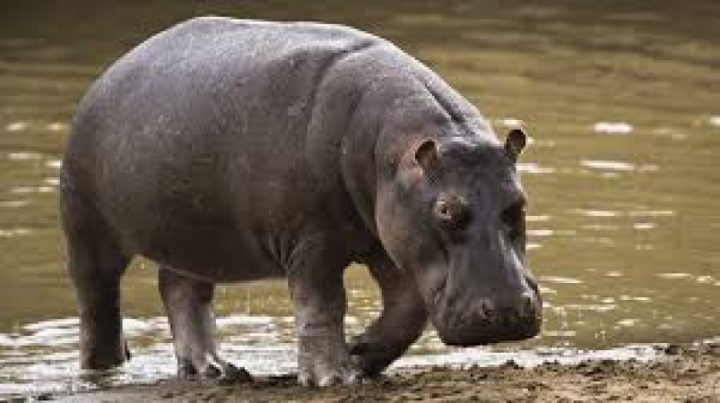 Displaced hippos kill one, attack communities in Adamawa