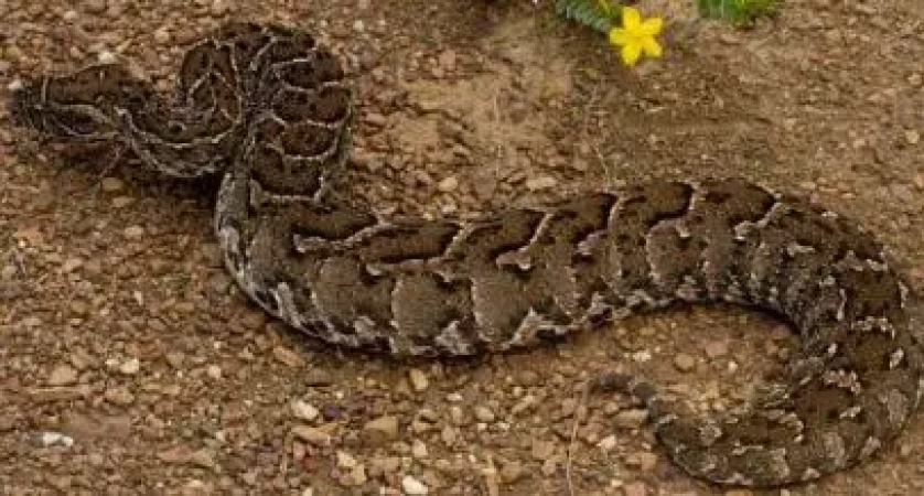 Alleged killing of python for ritual sparks tension in Bayelsa community