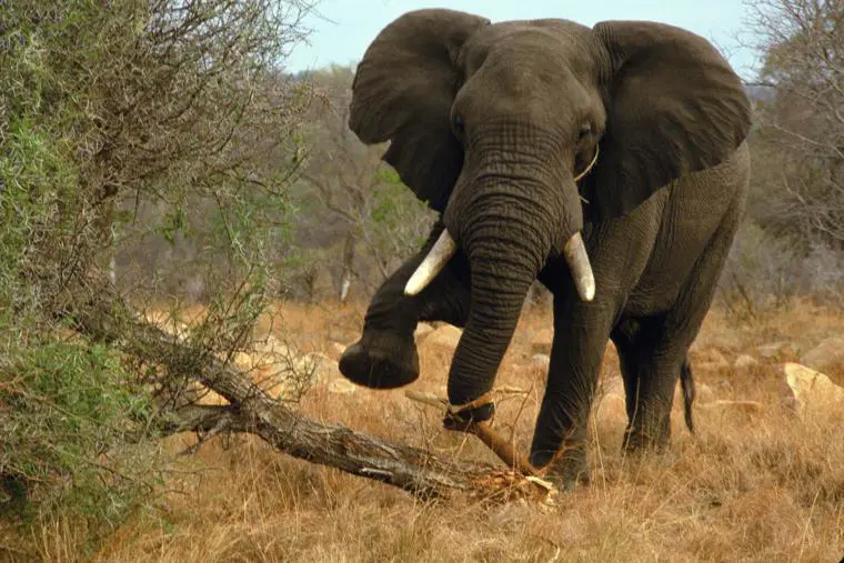Just in: Elephant kills farmer in Ogun