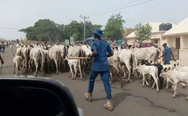 Open grazing: Herders risk 3-yr jail term, confiscation of cattle ? Ogun govt warns