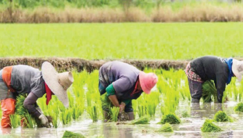 Heavy rains threaten rice production ? Ebonyi farmers