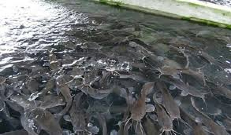 Flash floods: Lagos fish farmers lament N150M loss, seek govt intervention
