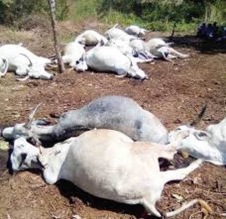 Residents protest Bauchi farmer?s murder, kill 20 cows