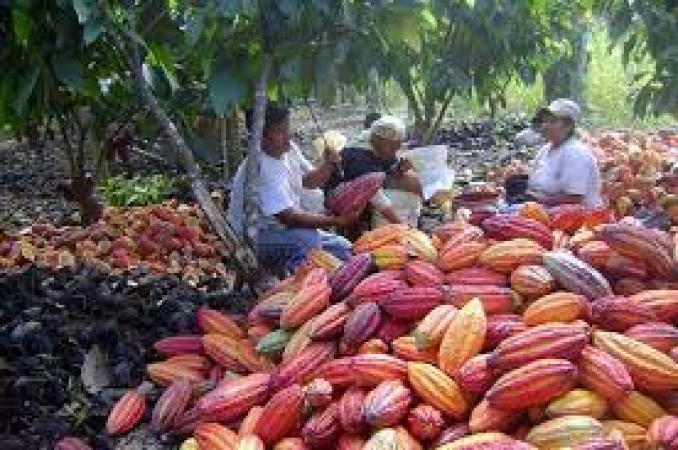 Cocoa farmers race to meet EUDR deadline on sustainability by December