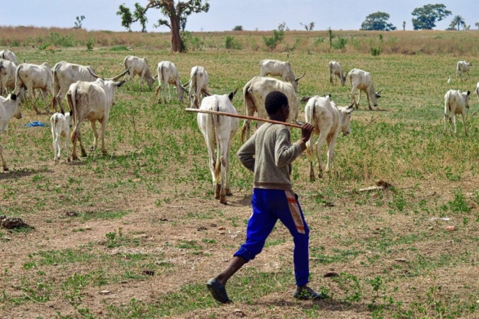 FG to revive grazing reserves, boost livestock ? Minister