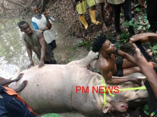 Edo govt condemns killing of hippopotamus
