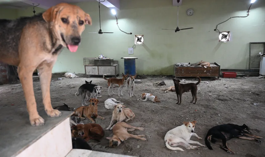 One million stray dogs in India?s capital regain the right to roam after legal battle with nation?s top court