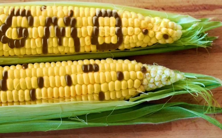 Federal Government to begin labelling of GM crops