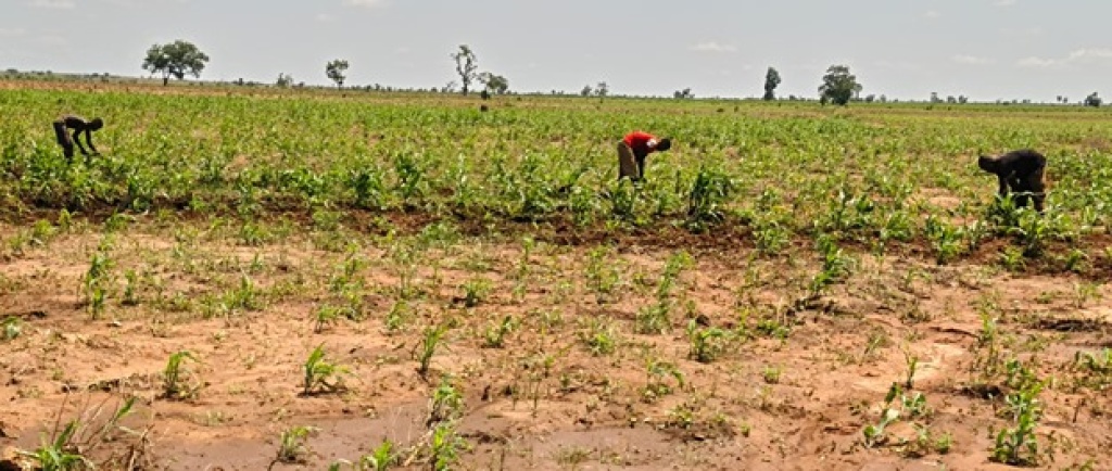 Climate change: Anambra farmers lament looming drought, poor crop performance