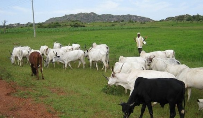 Cattle starve as 417 grazing reserves lie idle