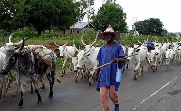 Fulani group accuses Agatu youths of cattle rustling, seeks FG?s intervention