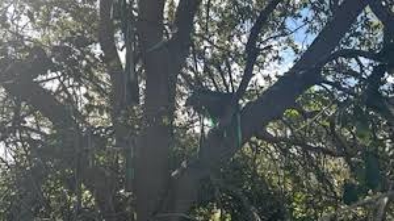 Secret Service finds ?suspicious? hunting stand near Air Force One landing zone in Florida