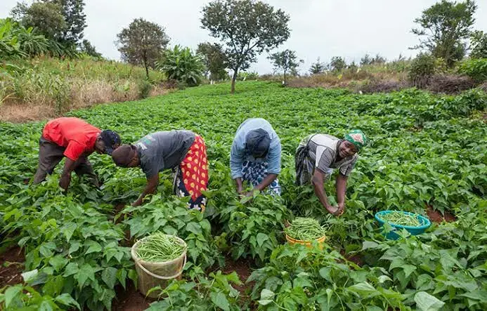 Farmers count losses as crash in prices, import policy impact on investment