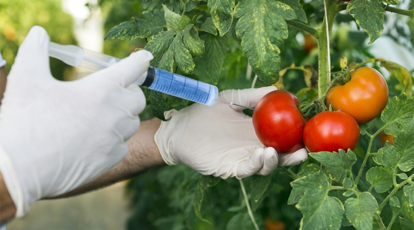 92 CSOs demand outright ban of GMOs