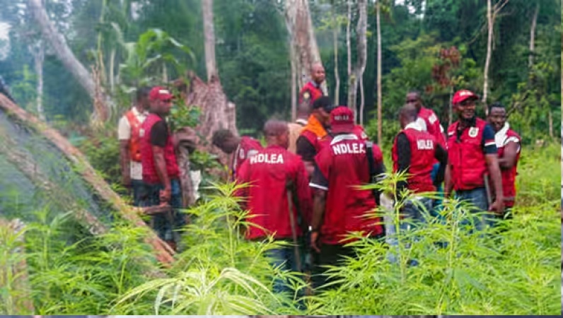 NDLEA intercepts vehicle loaded with Tramadol, others in Niger