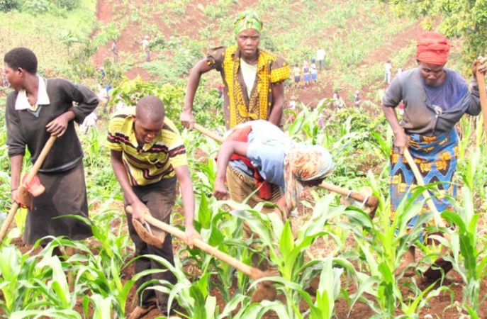 Kaduna Farmers Seek FG Bailout After N10.16bn Maize Losses