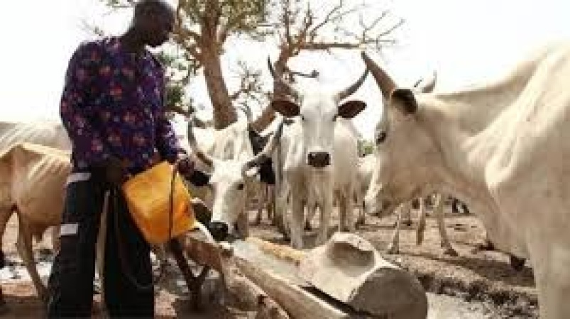 Kaduna: Miyetti Allah demands probe into alleged killing of members