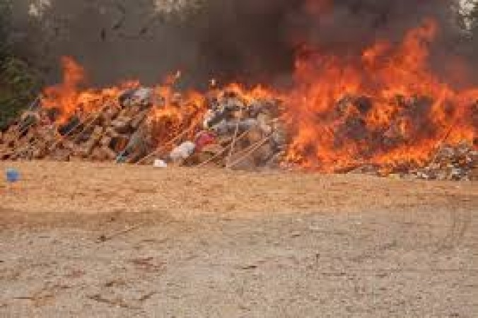 NDLEA destroys cannabis farms, arrests 7 in Edo forest raids