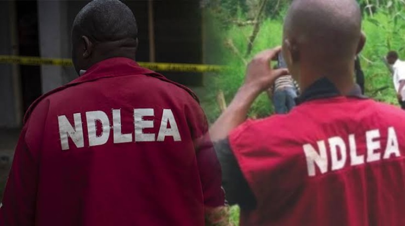 NDLEA impounds cannabis consignment in Kano, nabs suspect in major operation ahead of Eid-el-Fitr celebration