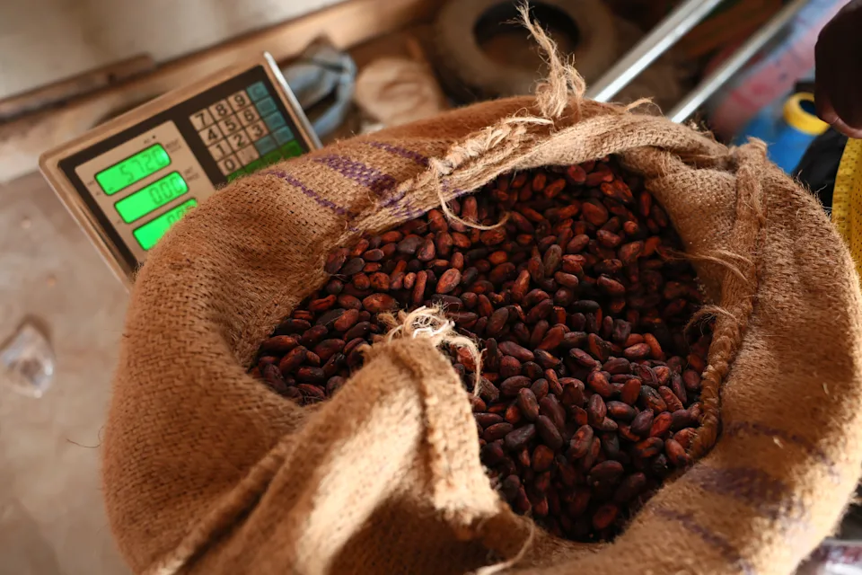 Cocoa beans rot and West African farmers seek other options after commodity crash