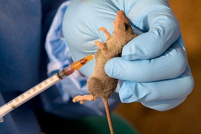 Lassa Fever kills doctor in Benue