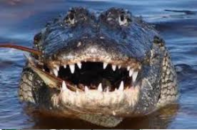 Welcome to Anambra community that worships alligator as god