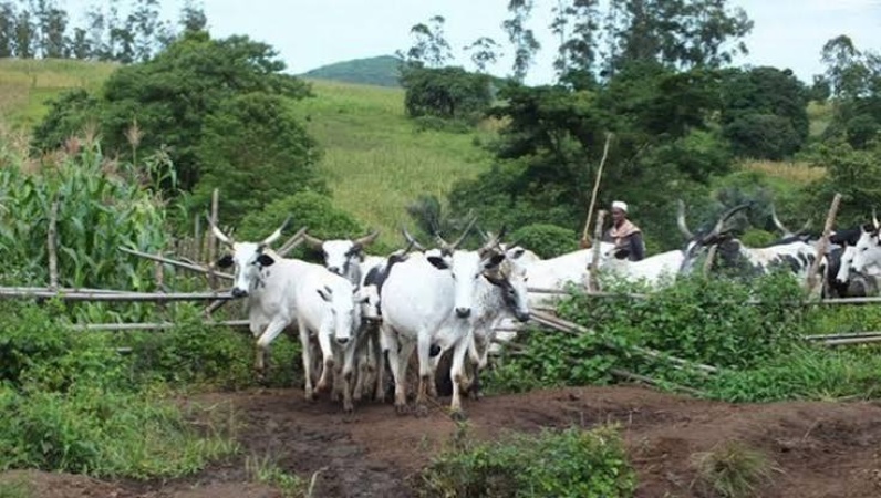 Policeman, herder killed in Taraba attacks