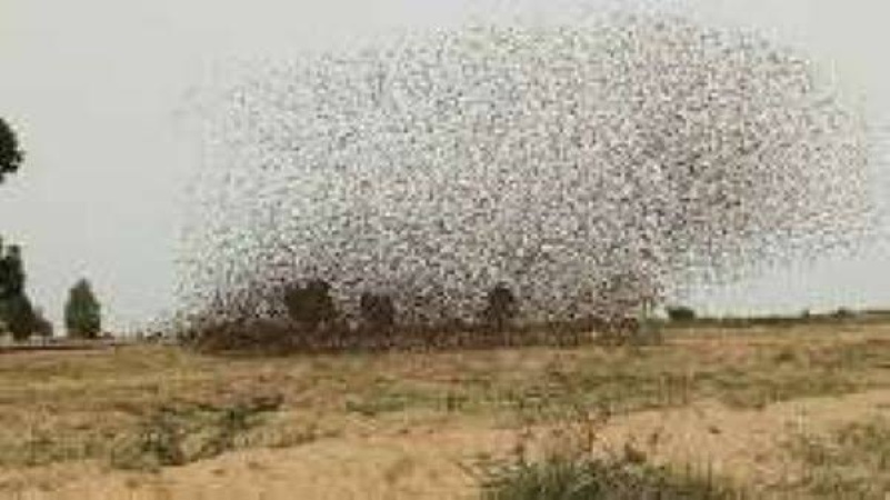 Birds invasion devastates 250 hectares of farmland in Zamfara irrigation farms