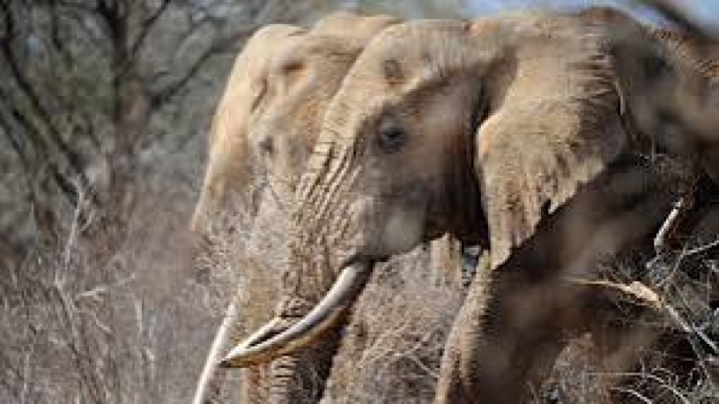 Man who lost parents to elephant attack 12 years ago loses daughter-in-law, grandson to same animal 