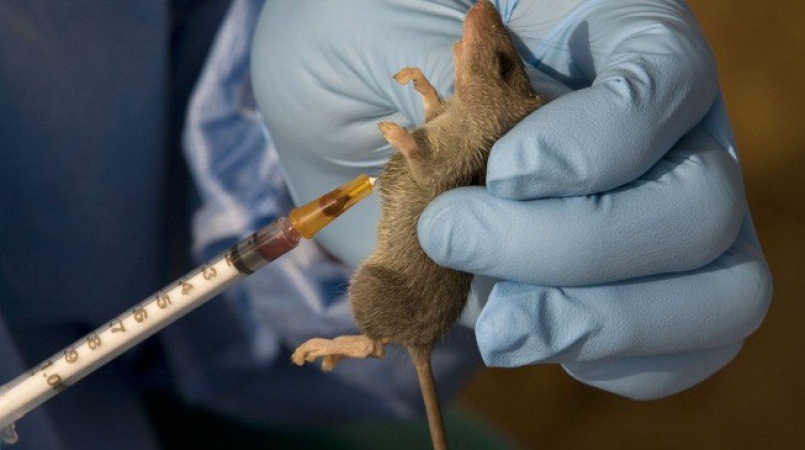Lassa fever death toll hits 221 as NCDC records 922 confirmed cases