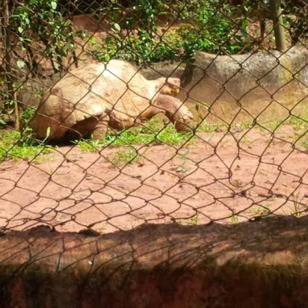 Ogba Zoo court battle resumes October 26 amid climate funding concerns