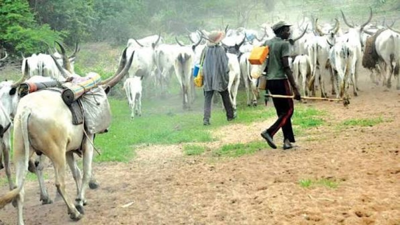 Herders killed as Gunmen raid Settlement in Anambra