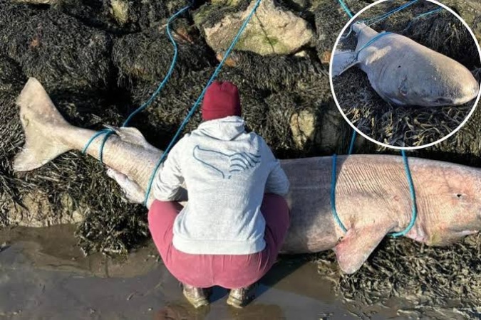Scientists discover shark that lives for 400 years