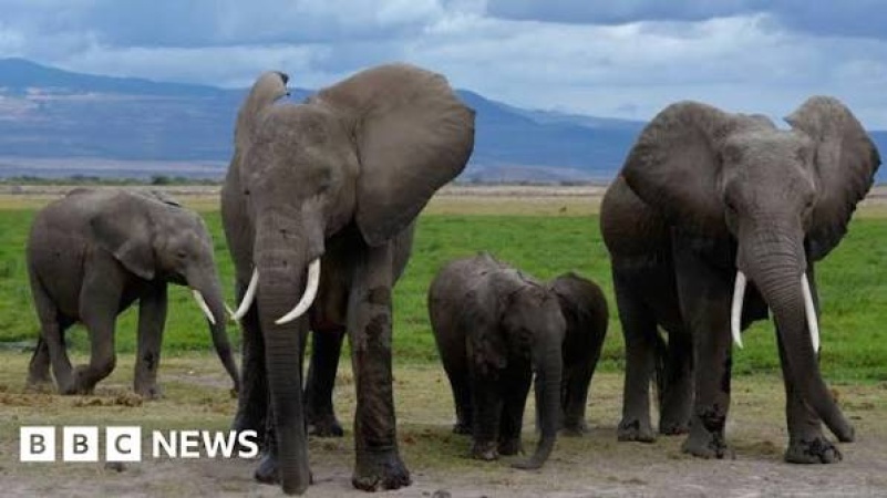 Cyanide in tomato pesticide killed 15 elephants, Kenyan officials suspect
